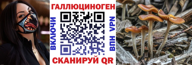 kraken как зайти  Саратов  Галлюциногенные грибы Psilocybe 